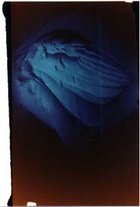 wing pinhole photograph RA4 Process contact print