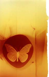butterfly pinhole photograph RA4 Process